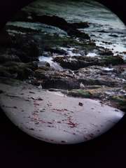 Calidris virgata