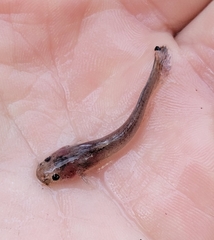 Noturus leptacanthus