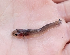 Noturus leptacanthus