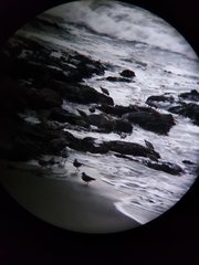 Calidris virgata