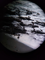 Calidris virgata