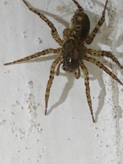 Paratrochosina amica