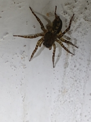 Paratrochosina amica