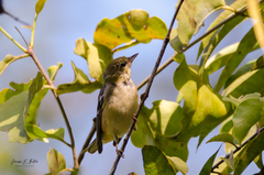 Setophaga castanea