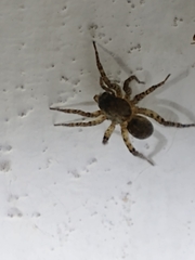 Paratrochosina amica