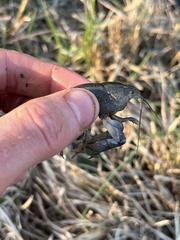 Distocambarus crockeri