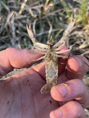 Distocambarus crockeri