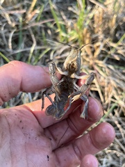 Distocambarus crockeri