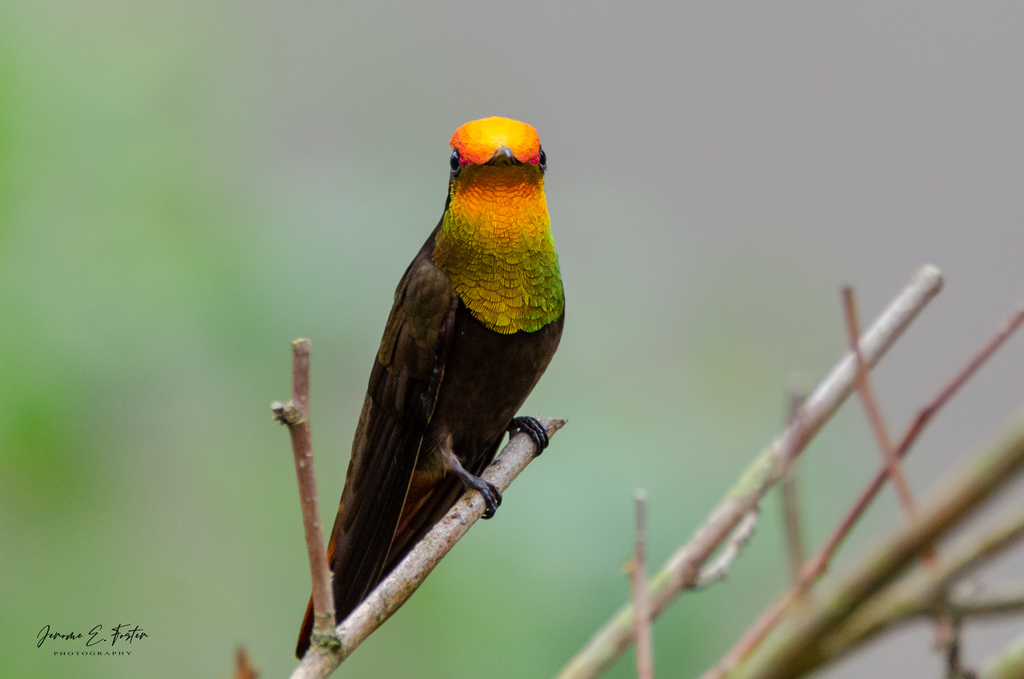 Ruby Topaz Ruby-topaz Hummingbird from Cassia Drive, Diego Martin, Trinidad and ...