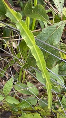 Baccharis trimera