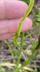 Baccharis trimera