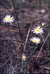 Erigeron filifolius
