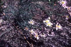 Erigeron filifolius