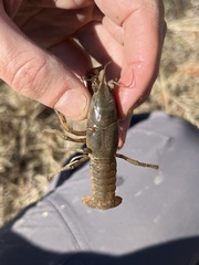 Distocambarus crockeri