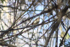 Granatellus venustus
