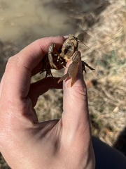 Distocambarus crockeri