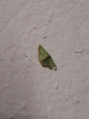 Synchlora xysteraria