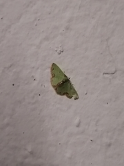 Synchlora xysteraria