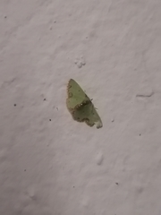 Synchlora xysteraria