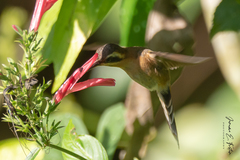 Phaethornis longuemareus
