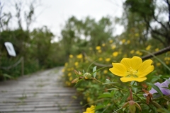 Ludwigia bonariensis