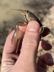 Distocambarus crockeri