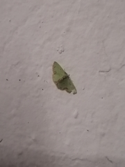 Synchlora xysteraria