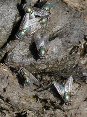 Eudasyphora cyanella