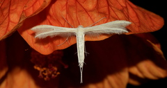 Pterophorini