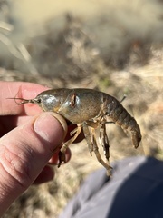 Distocambarus crockeri