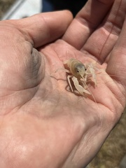 Distocambarus crockeri