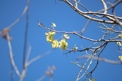 Piscidia carthagenensis