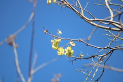 Piscidia carthagenensis