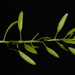 Tomostima cuneifolia - Photo (c) Brian Finzel,  זכויות יוצרים חלקיות (CC BY-SA), הועלה על ידי Brian Finzel