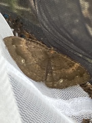 Hemeroblemma malitiosa