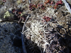 Thamnolia vermicularis vermicularis