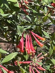 Lonicera sempervirens sempervirens