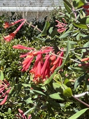 Lonicera sempervirens sempervirens