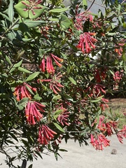 Lonicera sempervirens sempervirens