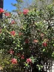 Lonicera sempervirens sempervirens