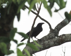 Corvus jamaicensis