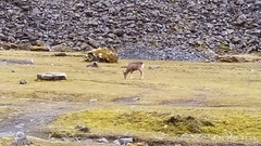 Hippocamelus antisensis