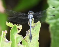 Dasythemis esmeralda