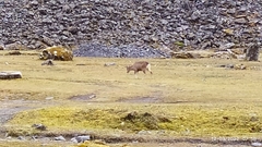 Hippocamelus antisensis