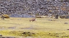 Hippocamelus antisensis