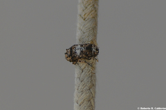 Toxonotus cornutus