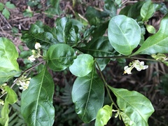 Image of Solanum diphyllum