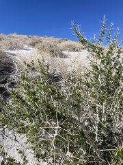 Tetradymia