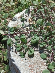 Chenopodium trigonon trigonon