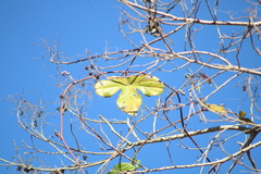 Passiflora viridiflora